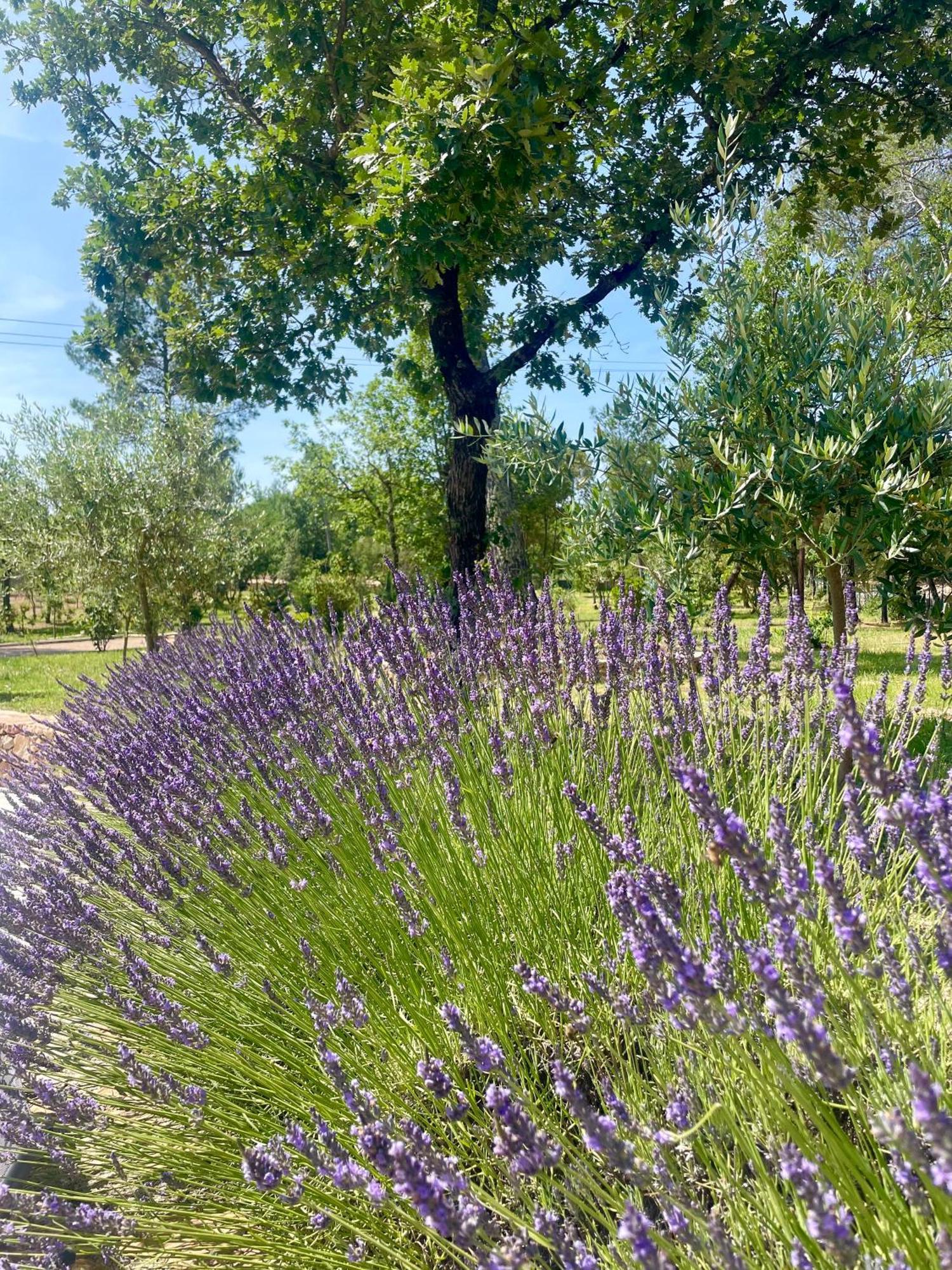 Superbe Villa Seillans La Grande Bastide Avec Piscine, Jardin, Climatisation Et Salle De Sport Εξωτερικό φωτογραφία